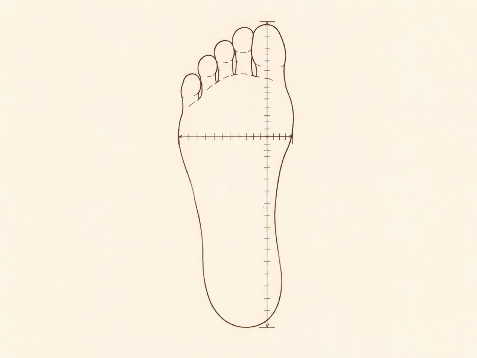 Diagram of a traced foot outline with a length line from heel to longest toe and a width line across the ball
